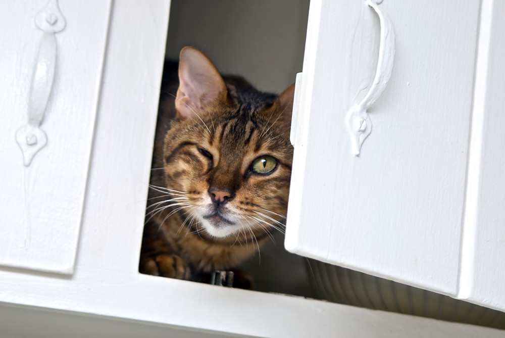 animal communication with a cat peeking out of a kitchen cabinet