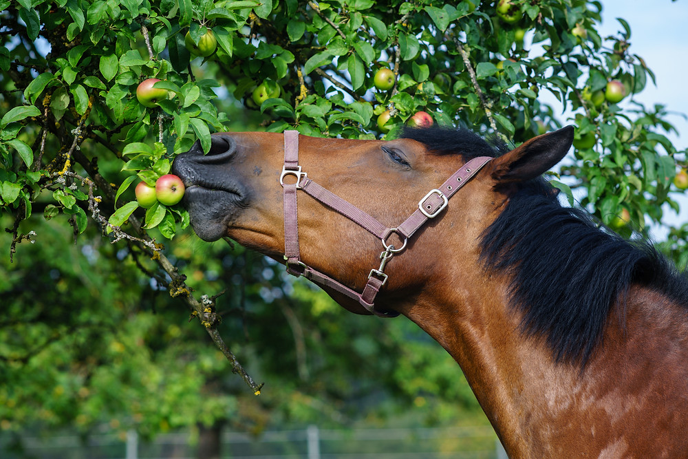 horse and tree