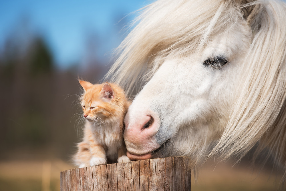 animal communication with a horse and cat loving energy