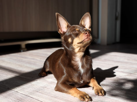 Transcending 3 Blocks to Intuitive Animal Communication