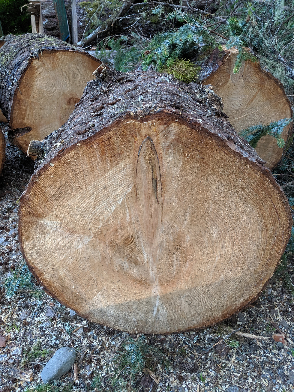 Thumbnail: Timber