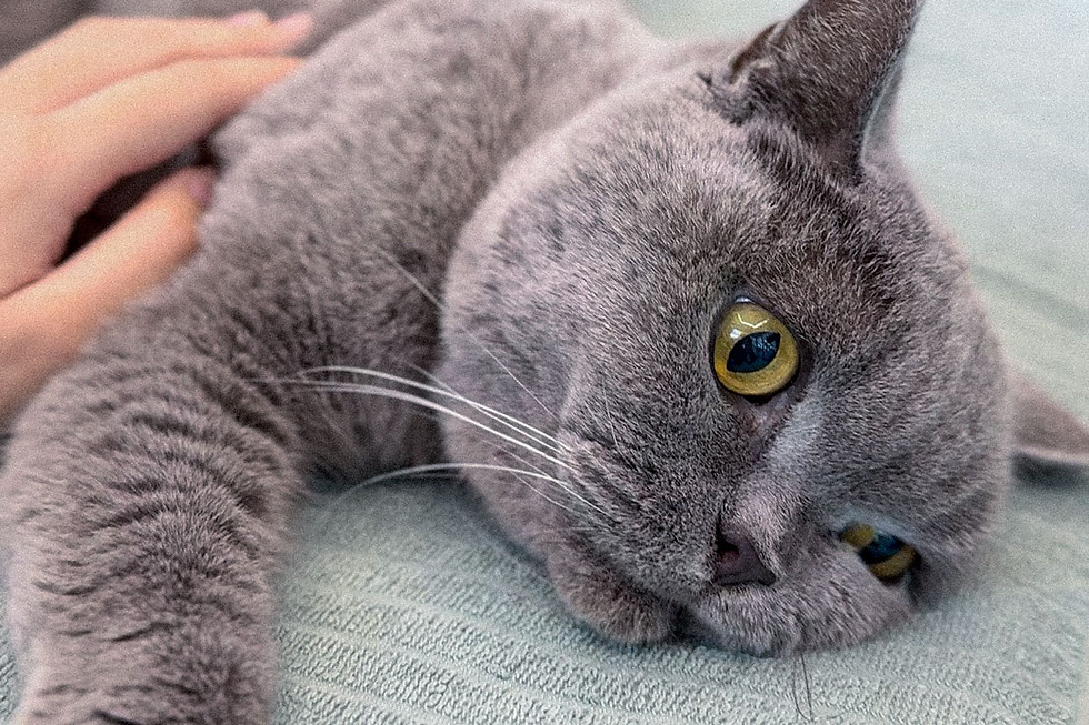 grey cat undergoing laser therapy