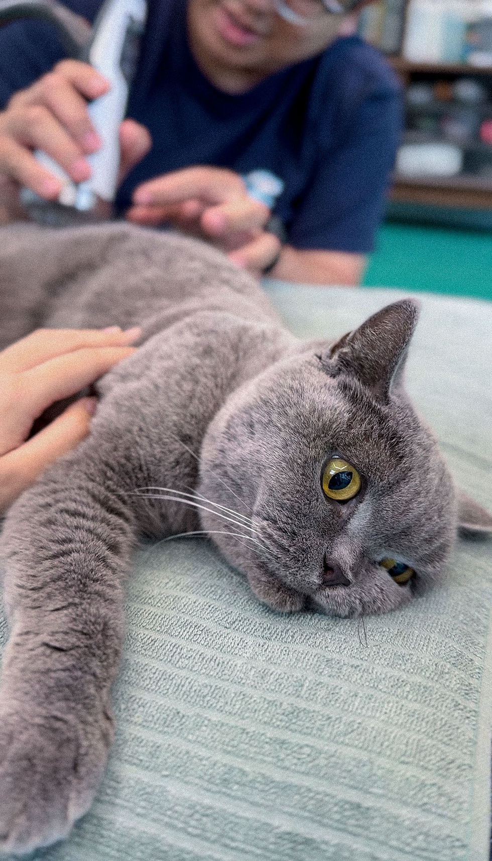 Shockwave therapy with a grey cat