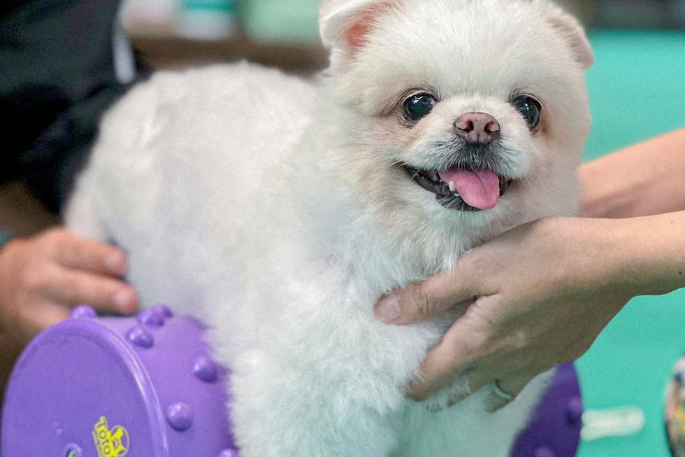 small white pet dog having physiotherapy