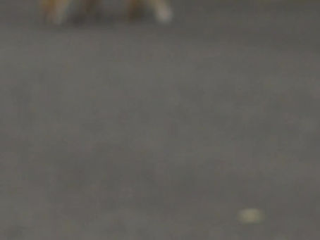 北海道のキタキツネ