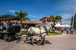 ruta del vino queretaro