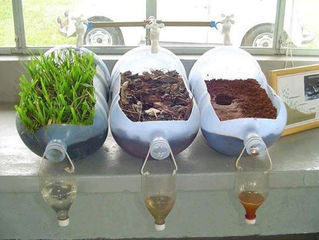 Experimento mostra como plantas são importantes para a limpeza da água