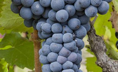 mourvedre_une.jpg