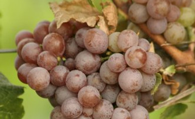 Gewürztraminer.jpg