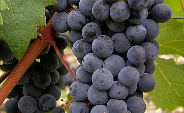 Cabernet-Sauvignon-8.jpg