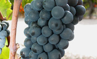 Gamay_edited.jpg