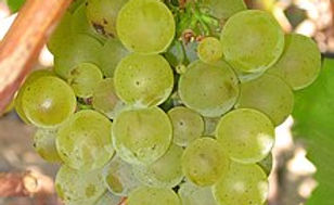 Sauvignon_blanc_grapes.jpg