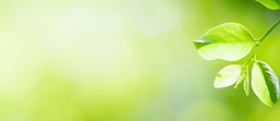 NATUREZA.png