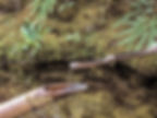 ree