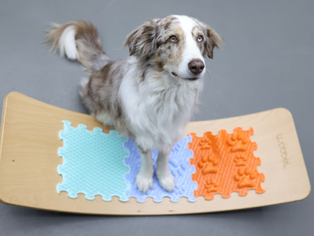 The Dog Who Never Limped – A Canine Physiotherapist's Perspective