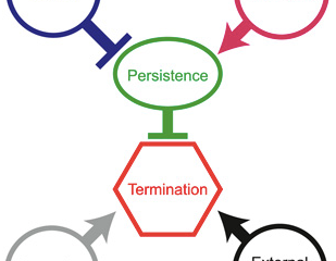 Headless mating flies and how we tell time