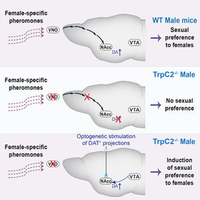 Sexual orientation and the rewarding brain