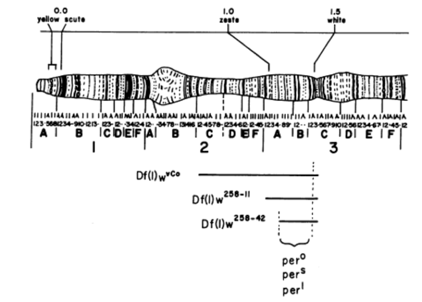 Mapping the period gene on the X chromosome of D. melanogaster