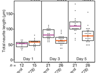 Worm puberty: a balancing act of chemistry and experience