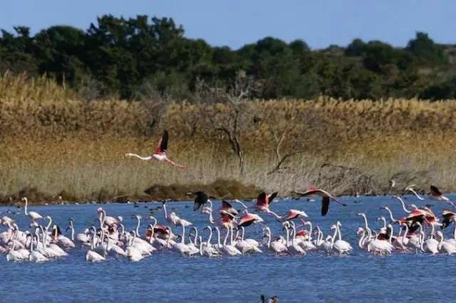 flamingos in park in sicily