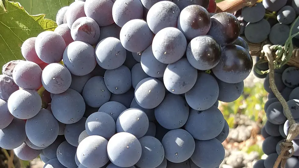 perricone wine