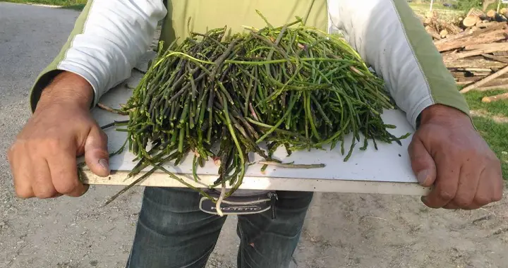 Journey among the wild Sicilian vegetables: flavors and traditions.