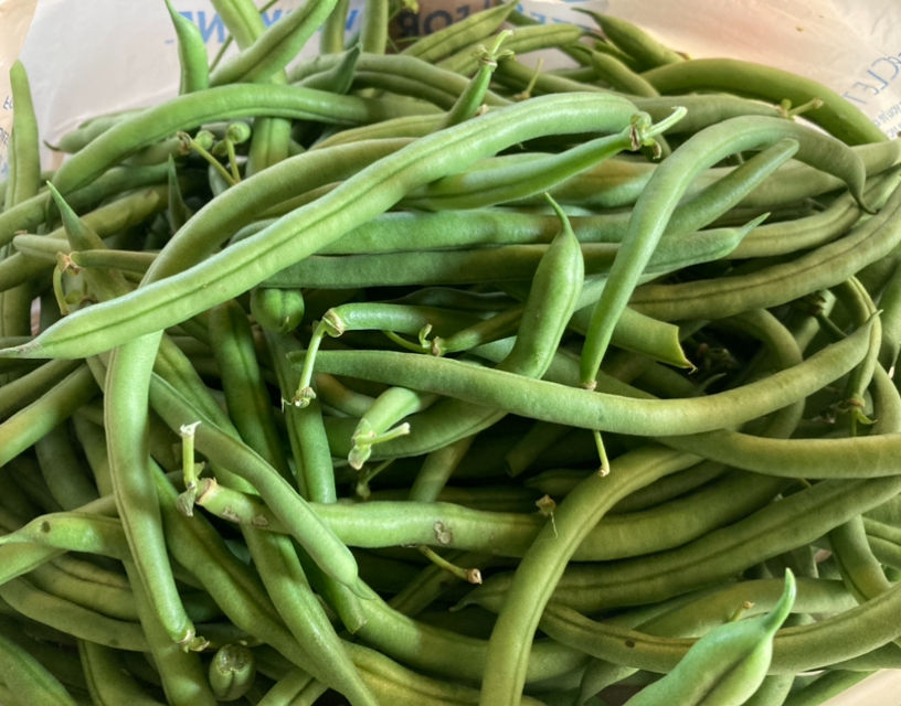 Pile of fresh garden green beans gifted to us!