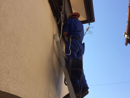 ハトにまつわるエトセトラ part1