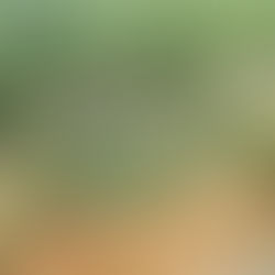 Backyard Biodiversity: Creating a Wildlife-Friendly Garden