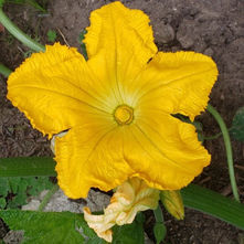 Doom and Gloom? Or Bloom and Boom?