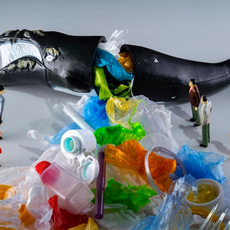Plastic Bottle Waste