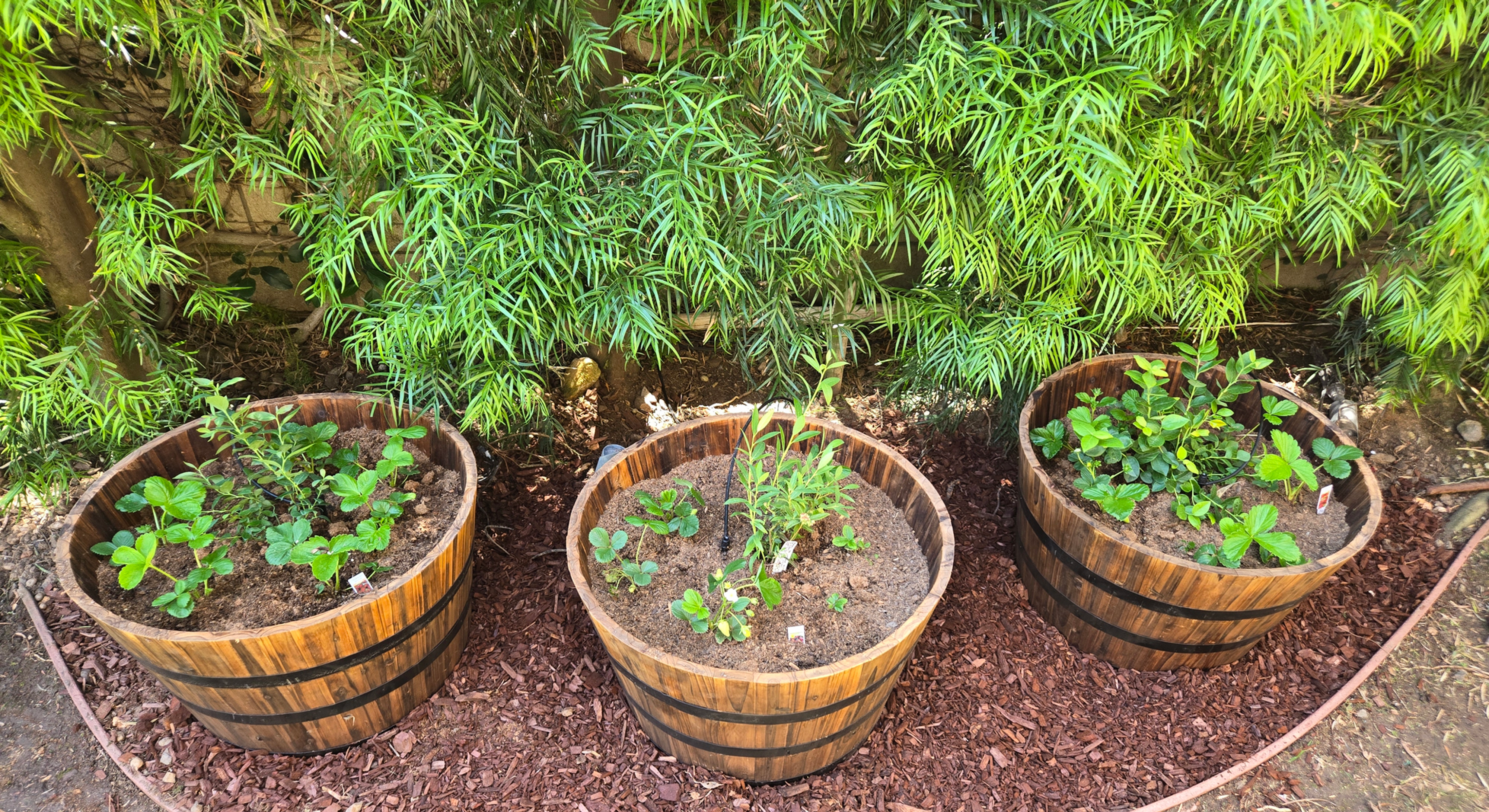 The 20- Minute Berry Barrel - Digital Ecosystem Recipe Card