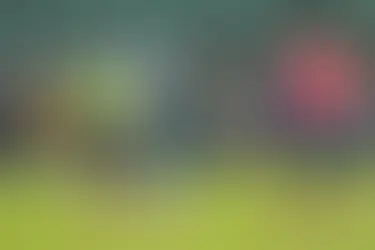 Onde Assistir Brasil x Marrocos em Campinas — Sábado 13 de Junho às 19h