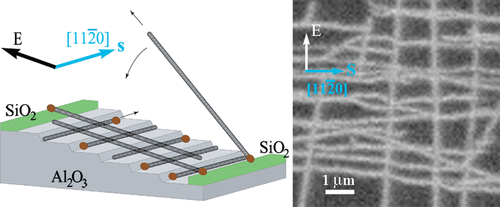 Orthogonal Self-Assembly of Carbon Nanotube Crossbar Architectures by Simultaneous Graphoe