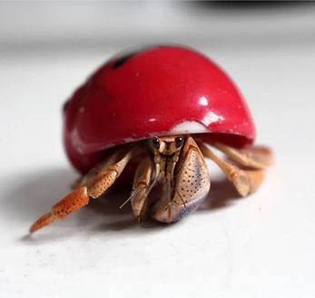 Hermie