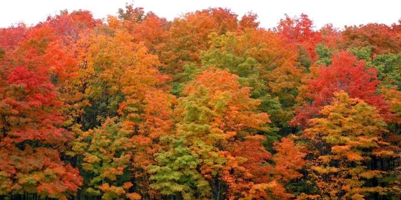 fall leaves.webp