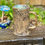 Thumbnail: Barky Beer Mug
