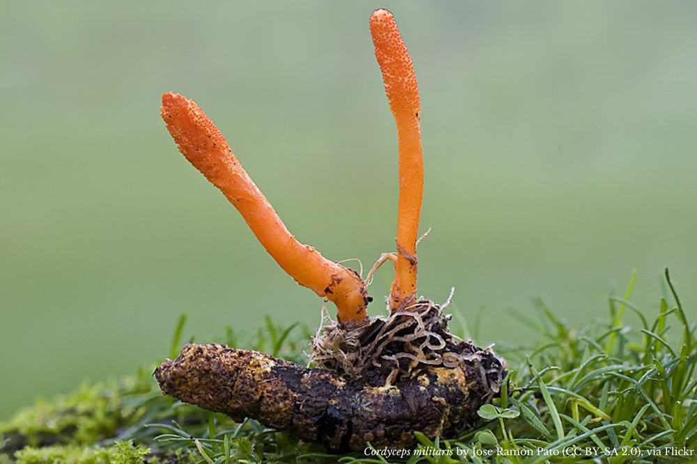 Cordyceps Vs Lions Mane The Truth About Cognitive Enhancement - 9uu64kk