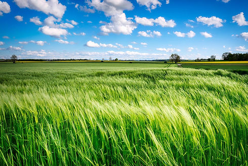 field-g00abf7eb4_1920.jpg