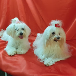 Bichon Maltês: características, curiosidades e cuidados
