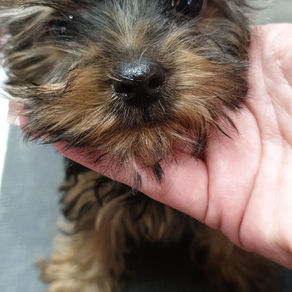 Yorkshire Terrier – Tudo o que um dono precisa saber