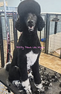 Pretty Paws Pet Grooming