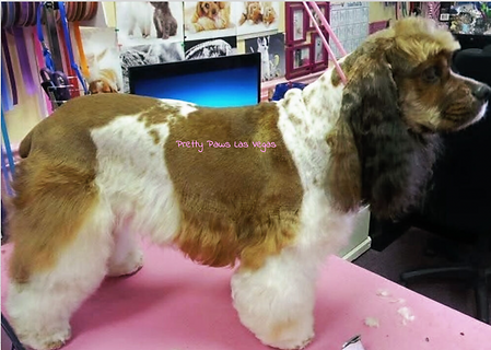 Pretty Paws Pet Grooming