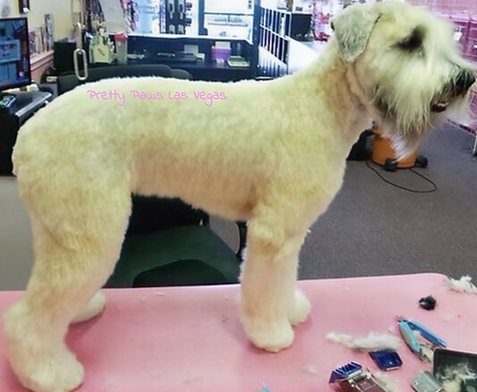 Pretty Paws Pet Grooming