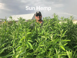 sun hemp