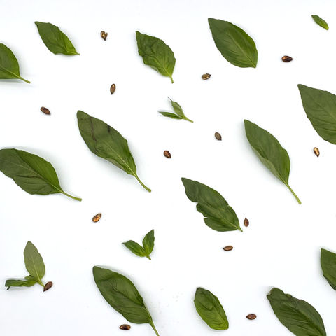 Basil leaves and seeds