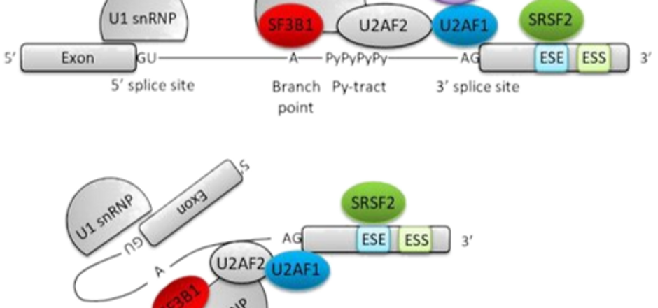cancers-12-02216-g001-550_edited.png