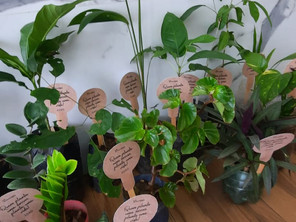 Oncobem realiza distribuição de mudas e plantas