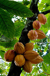cacao.jpg