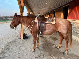 From Search to Saddle - Bringing Home Maverick
